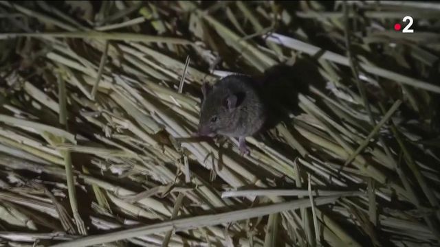 Australia: Farmers invaded by millions of rats