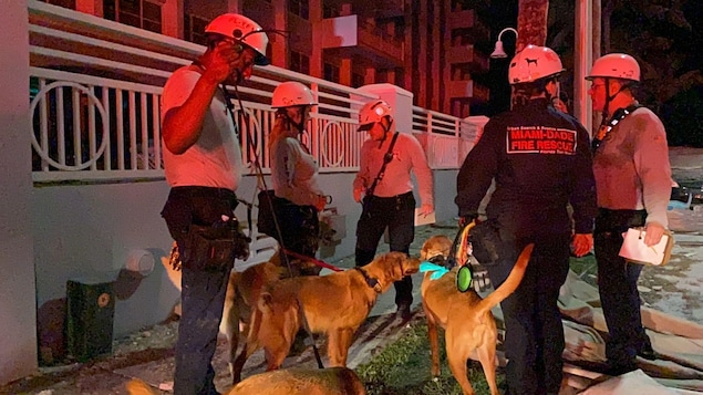 Rescue dogs and their handlers prepare for the search.