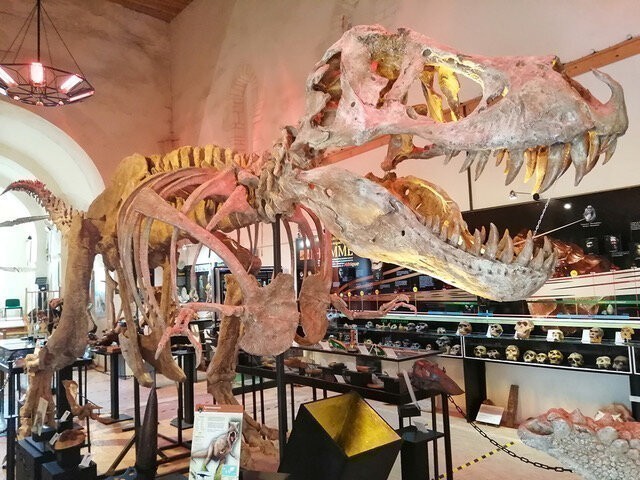 Remarkably, visitors to the exhibition will be able to discover a dinosaur skeleton