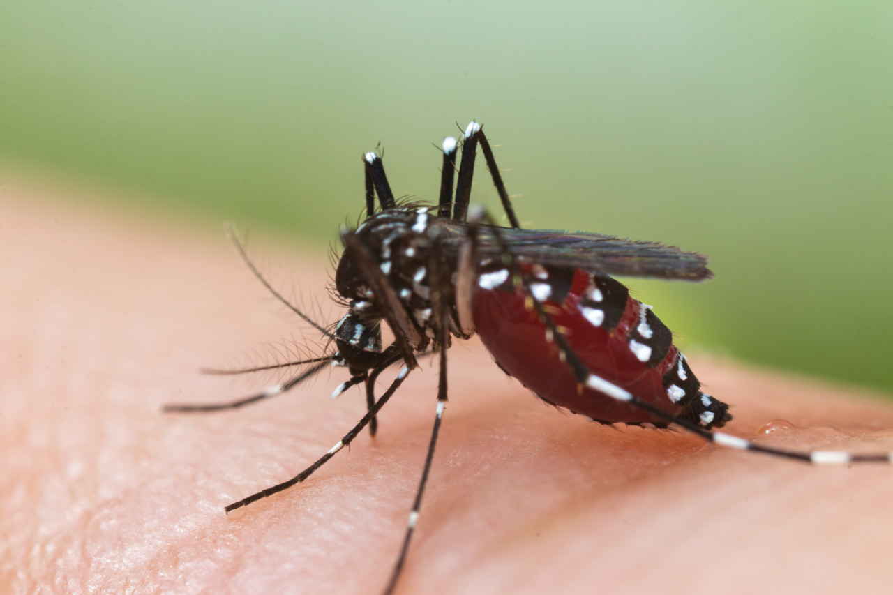 After Indre, Cher and Indre-et-Loire, now in Loiret the tiger mosquito has been reported, colonization of the territory is inevitable, the regional health agency estimates but we can adopt measures to limit its rapid spread