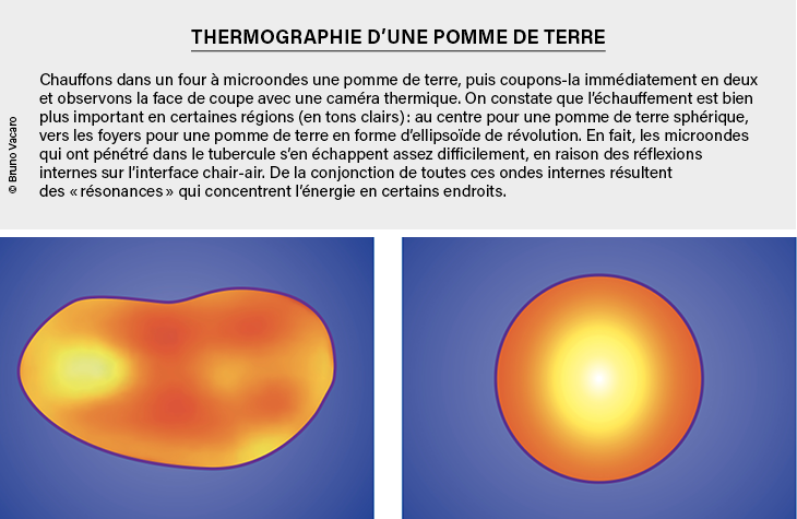 Thermal imaging of potatoes in the microwave