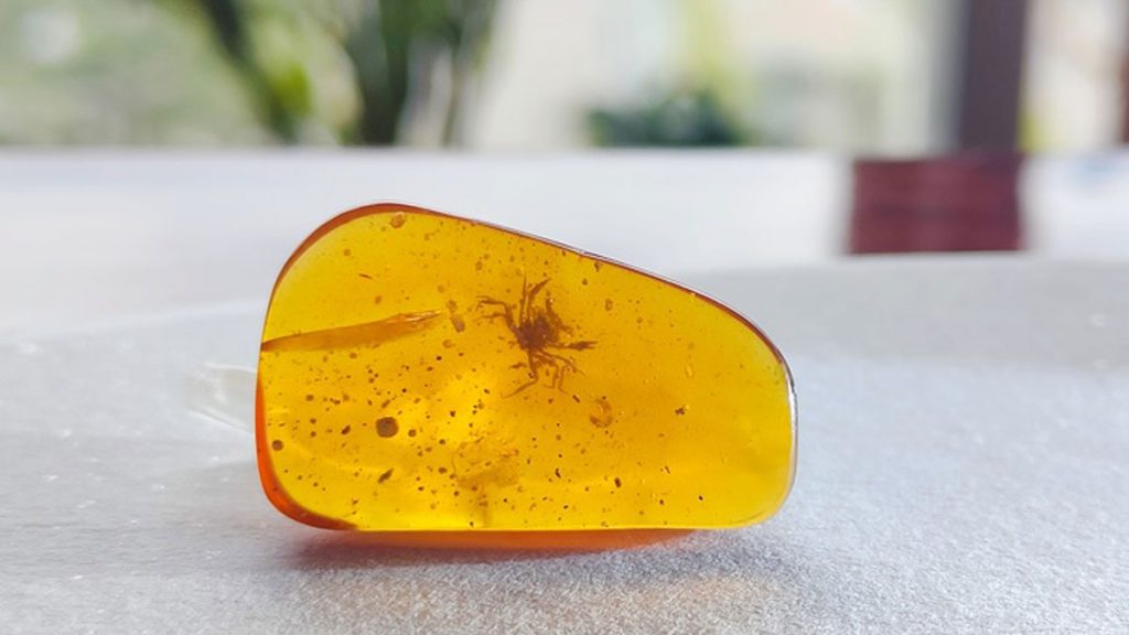 Exceptional discovery of prehistoric cancer 100 million years old in amber