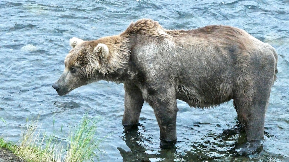 The bear in the river is so thin that its ribs are visible.