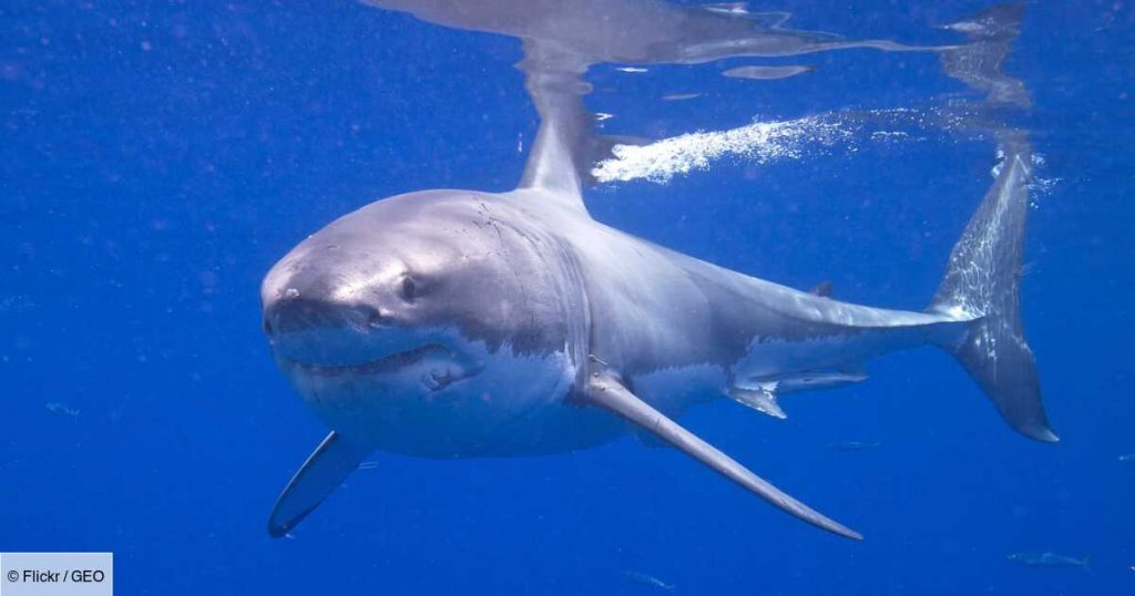 Australia: Diver pictures of “the world’s most damaged” white shark