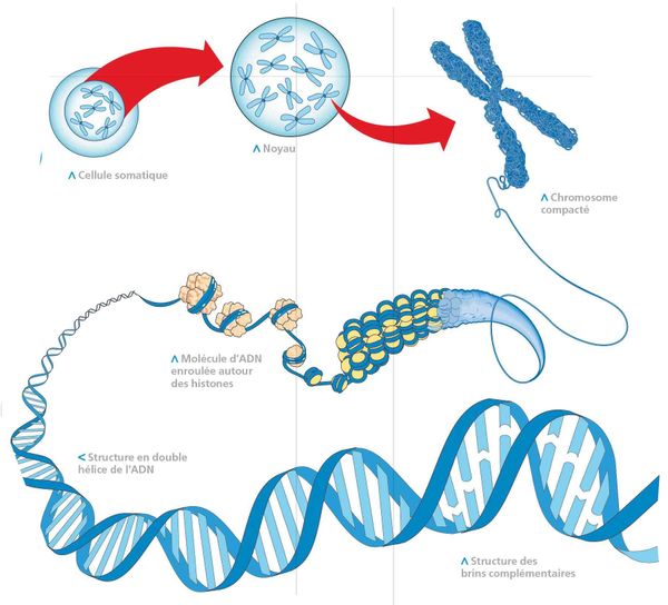 What is DNA?