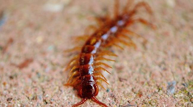 Scientists say the world’s first true centipede has been discovered