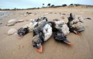 Seabirds cry out for famine when the storm blows