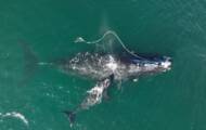 The right whale trapped in the rope was born in Georgia