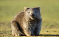 The Mystery of Wombat or Cubic Stool