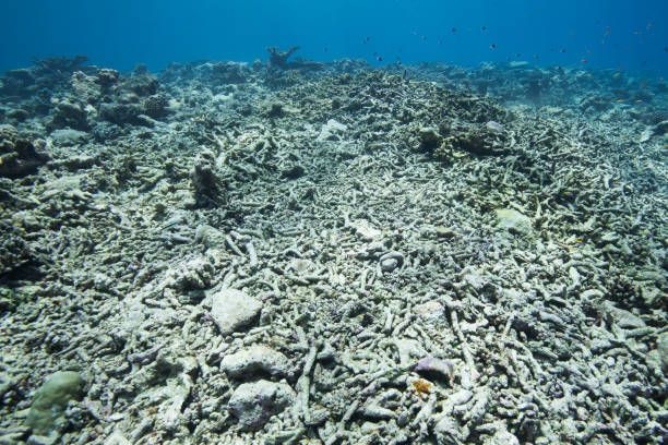 A new episode of Bleaching is currently taking place in the Great Barrier Reef ...