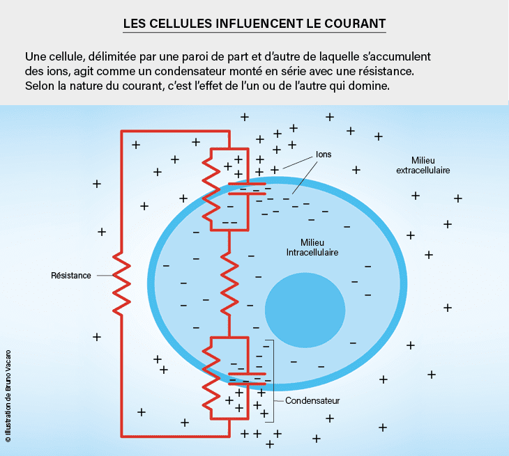 mains cell