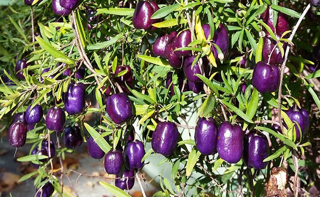 Australian blue apple (Billardiera longiflora), edible fruit