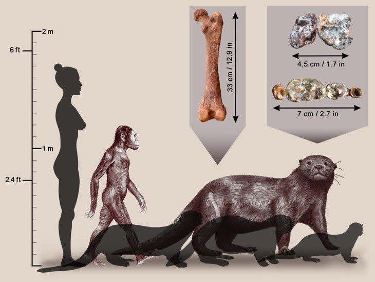 Giant otter pliocene australopithch