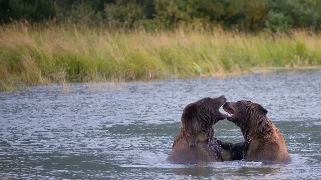 Alaska heavyweight competition